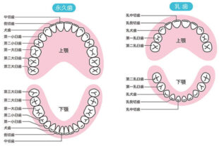 歯の本数